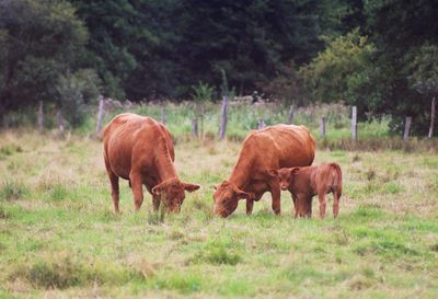 Horses grazing in a field