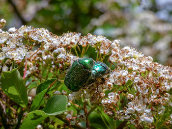 Close-up of rose  chafer beetles pollinating on flower ,mating insects 