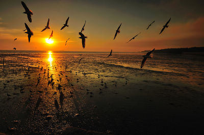 Silhouette birds flying over sea against sky during sunset