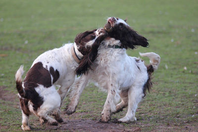 Two dogs playing on field