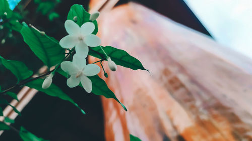 Close-up of flowering plant