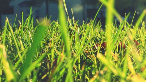 Close-up of grass on field