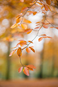 Close-up of orange leaves on tree