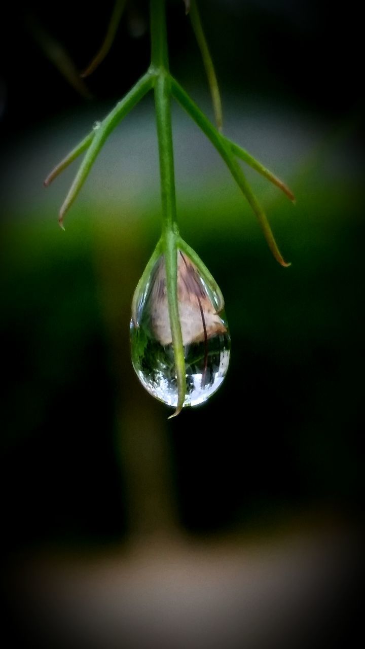 close-up, focus on foreground, water, drop, growth, freshness, plant, selective focus, fragility, nature, wet, beauty in nature, leaf, green color, stem, purity, dew, reflection, no people, outdoors