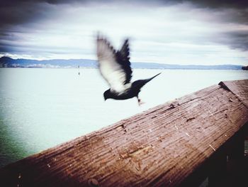 Bird flying over wooden post against sky