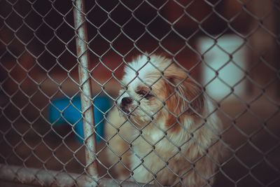 Dog locked in a cage,vintage color tone