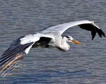  gray heron flying over river