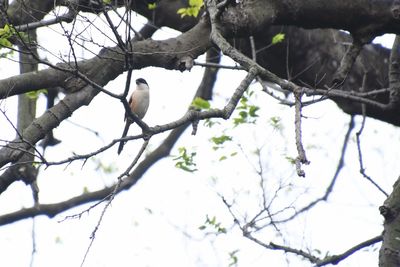 Low angle view of bird perching on branch