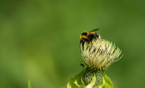 Close-up of bee on flower