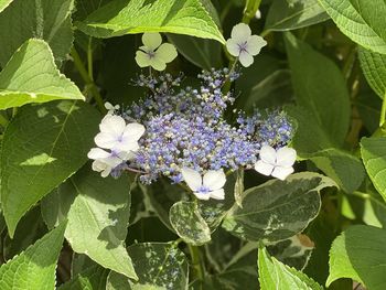 Close-up of purple flowering plant