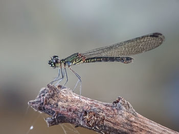 Close-up of dragonfly on plant