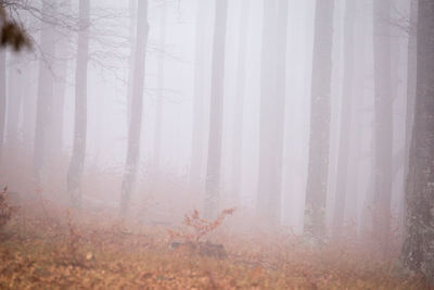 Trees in forest