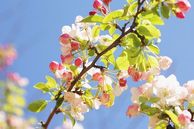 Low angle view of cherry blossoms against sky