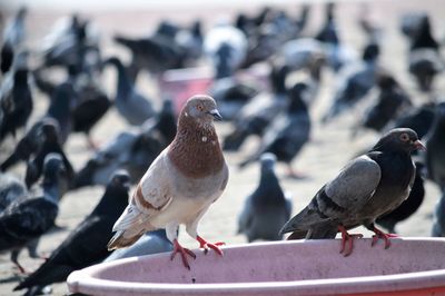 Close-up of pigeons perching on railing