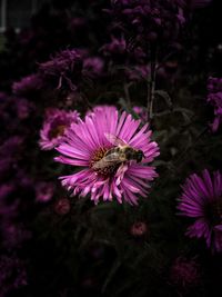 Close-up of bee pollinating on pink flower