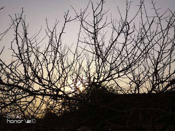 Low angle view of silhouette bare trees against sky during sunset