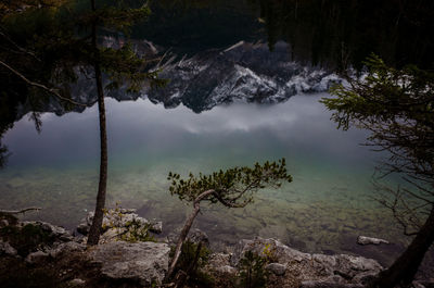 Scenic view of forest against sky