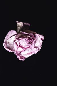 Close-up of rose against black background