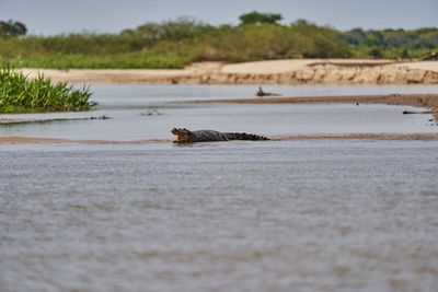 Caiman lying in the swamp of the pantanal wetlands along the transpantaneira close to porto jofre. 