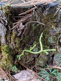 High angle view of a tree