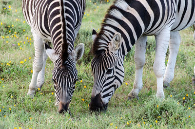 Zebras standing on grass
