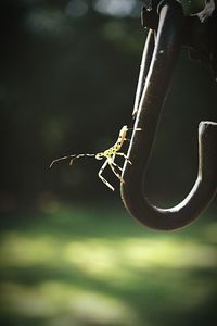 Close-up of insect