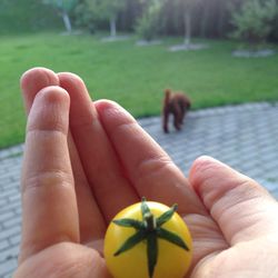 Close-up of person holding small hand