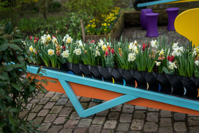 Close-up of multi colored tulips in garden