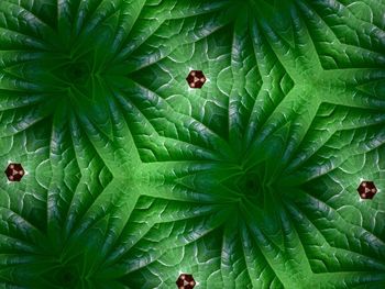 High angle view of green leaf on plant