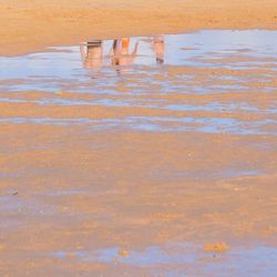 Reflection of trees in water