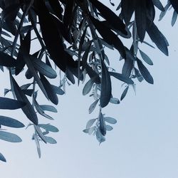 Low angle view of leaves