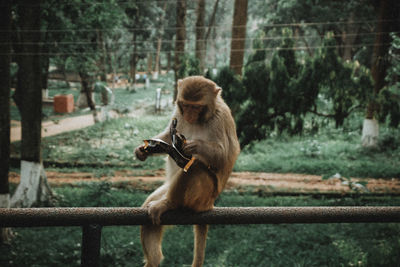 Monkey on railing against trees