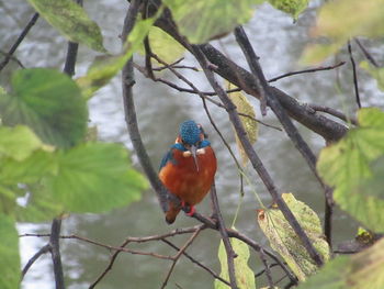 Bird perching on tree