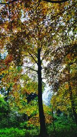 Low angle view of trees