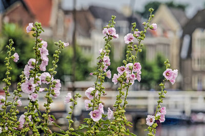 Hollyhocks in an urban environment