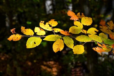 Close-up of yellow autumn leaves