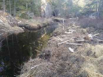 Scenic view of forest stream