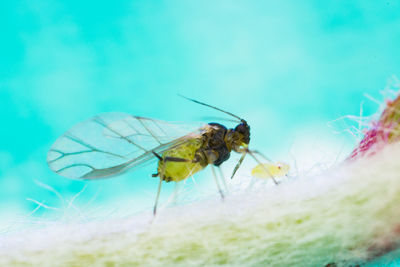 Close-up of insect on flower