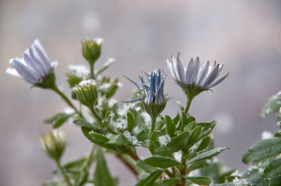 Close-up of white flowering plant