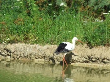 Bird perching on a lake