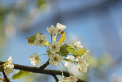 Close-up of white flowering plant