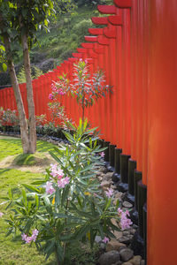 Red flowering plants in garden