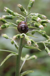 Close-up of snail on plant