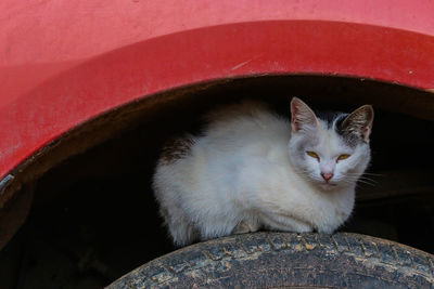 Portrait of cat sitting on wall