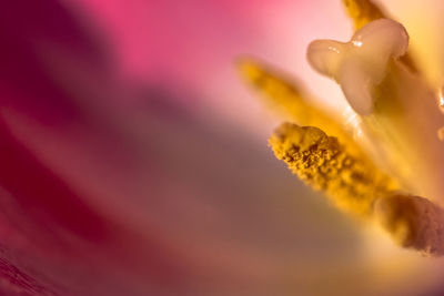 Macro shot of pink flowering plant