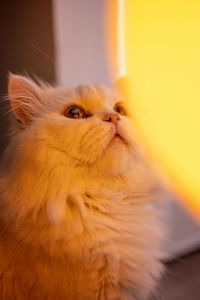 Close-up of a cat looking away