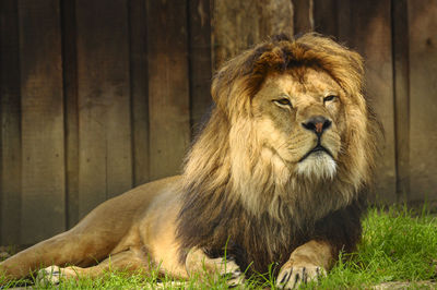 Lion sitting in a zoo