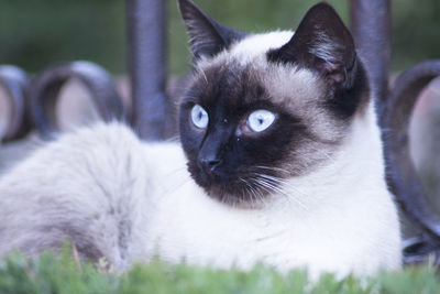 Close-up portrait of a cat