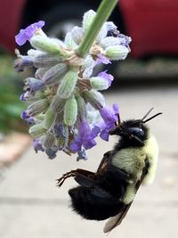 Close-up of insect on flower