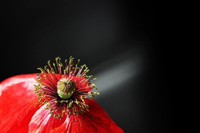 Close-up of poppy flower